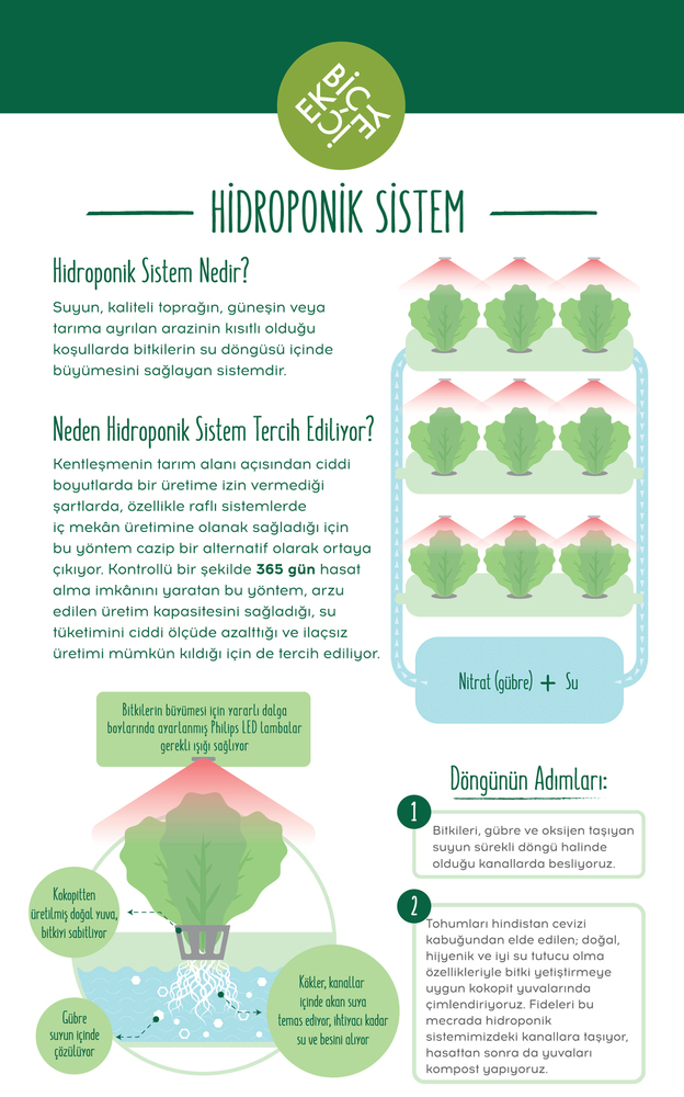Hidroponik (1)