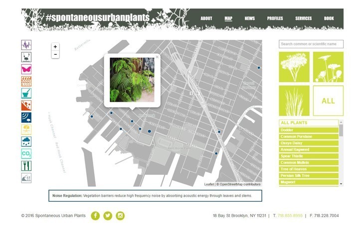 spontenaous urban plants.jpg
