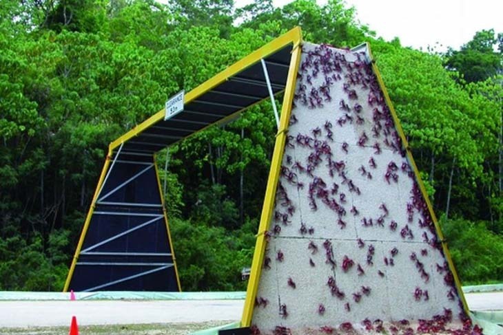 Christmas Island National Park_red cramb.jpg