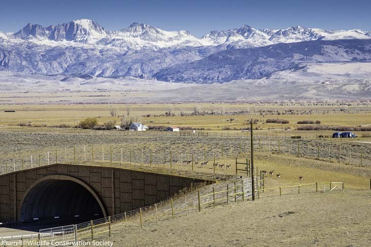 Trapper’s Point overpass along the Path of the Pronghorn migration corridor, ten miles west of Pinedale, Wyoming.jpeg.jpg