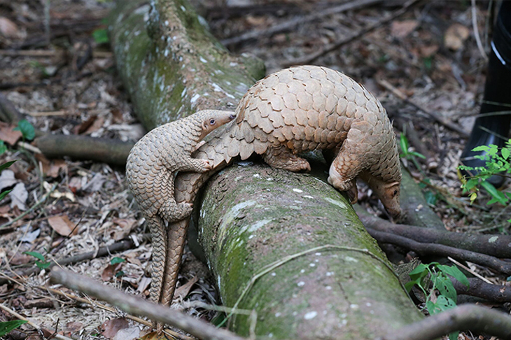 horizontal-pangolin_resize.jpg