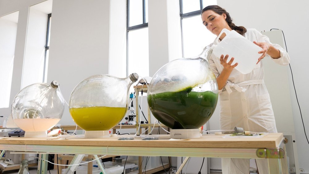 algae_1.jpg