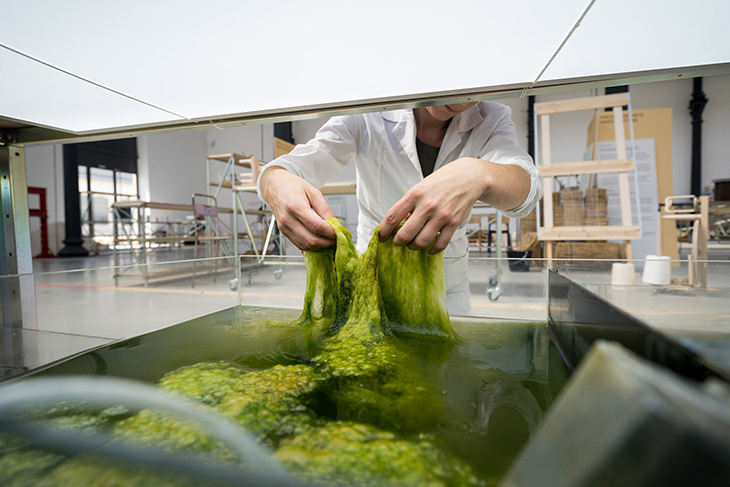 algae_5.jpg
