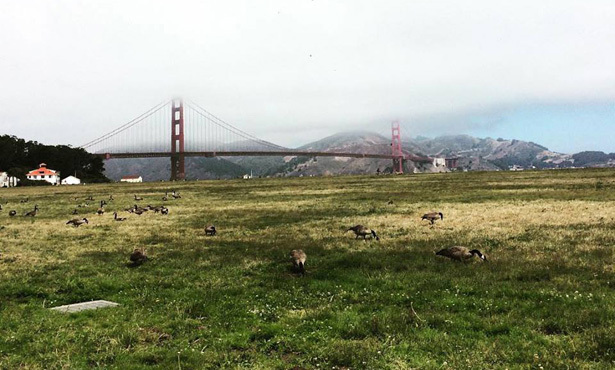 goldengate.jpg