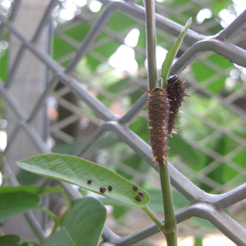 Battus_02_Caterpillar 03.jpg