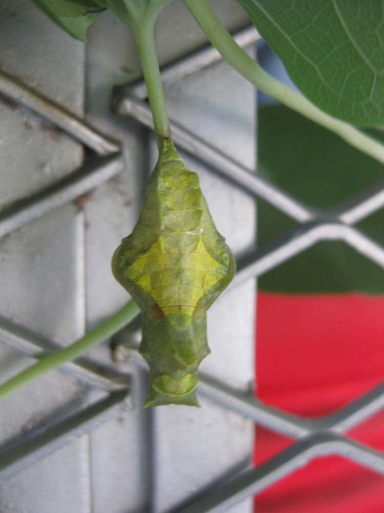 Battus_02_Cocoon_01.jpg