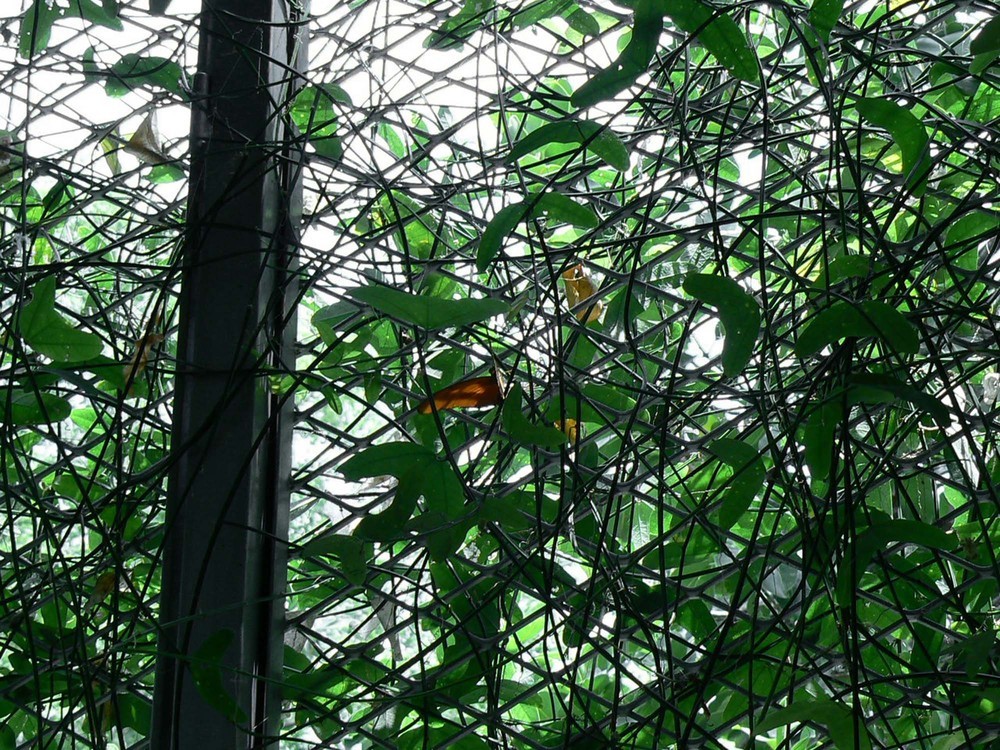 Dryas_on_Passiflora_01.jpg