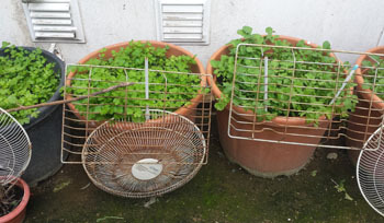 Foto 1_res (7).jpg