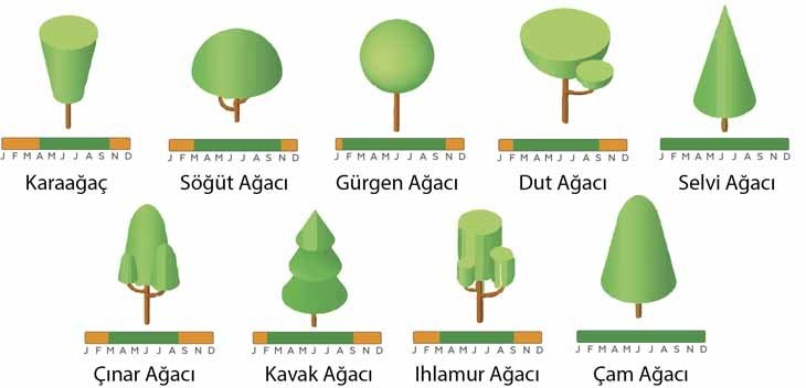 ağaçlar.jpg