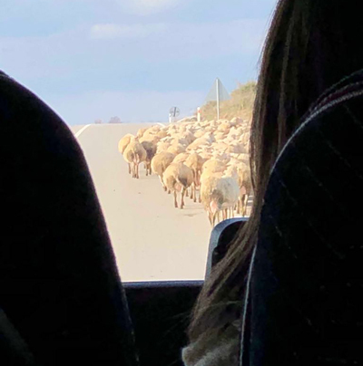 otobus_troya_burcubilgic.jpg