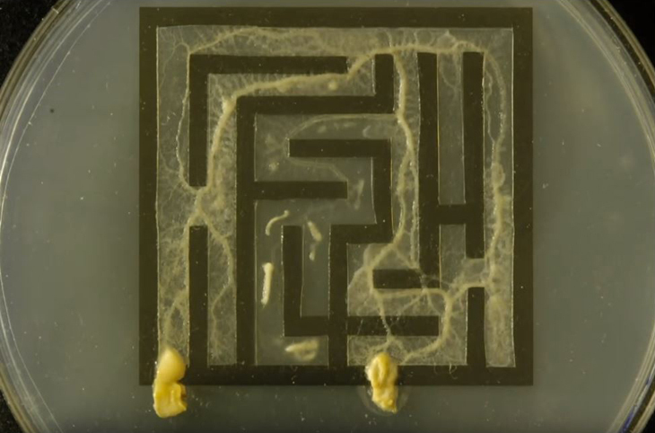 PPmaze.JPG