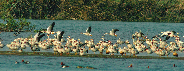 migratory-birds-02.jpg