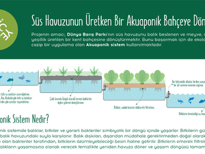 Akuaponik