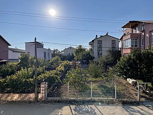 algul (3).JPG