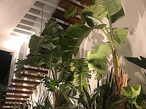 casadino (23).JPG