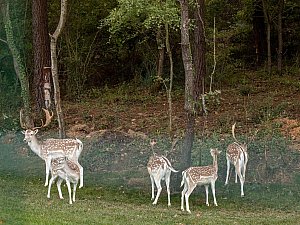 Ormankoy_Yasam_Merkezi_ (7).jpg