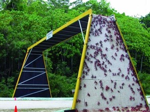 Christmas Island National Park_red cramb.jpg