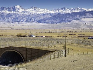 Trapper’s Point overpass along the Path of the Pronghorn migration corridor, ten miles west of Pinedale, Wyoming.jpeg.jpg