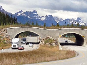 Wildlife_overpass_Trans-Canada_Hwy_between_Banff_and_LakeLouise_Alberta.jpg
