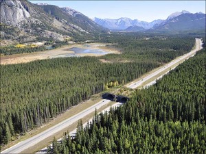 banff-national-park-alberta-animal-bridge-overpass-wildlife-crossing.jpg