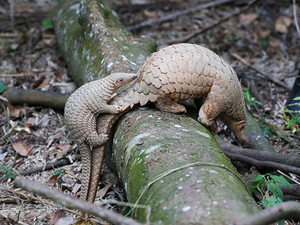 horizontal-pangolin_resize.jpg