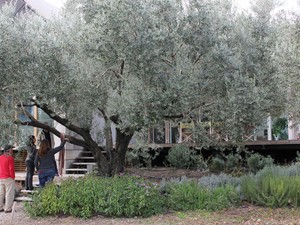 T – Evi