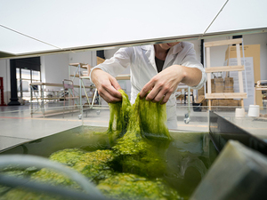 algae_5.jpg