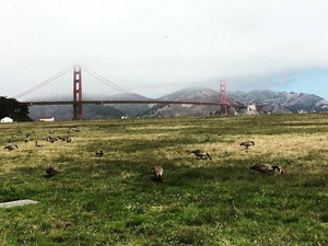 goldengate.jpg