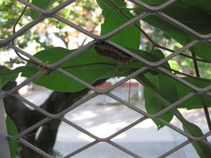 Battus_02_Caterpillar 01.jpg