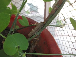 Battus_02_Caterpillar 02.jpg