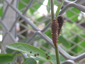 Battus_02_Caterpillar 03.jpg