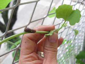 Battus_02_Caterpillar 04.jpg