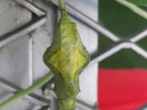 Battus_02_Cocoon_01.jpg