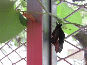 Battus_04_Adult 03.jpg