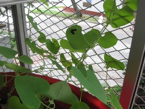 Battus_on_Aristolochia.jpg