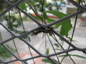Dryas (12).jpg