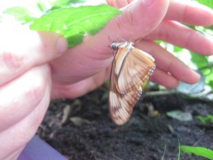 Dryas (30).jpg
