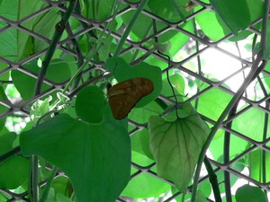 Dryas_on_Aristolochia_01.jpg