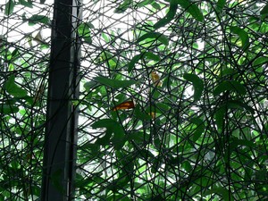 Dryas_on_Passiflora_01.jpg