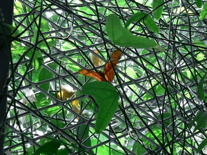 Dryas_on_Passiflora_02.jpg