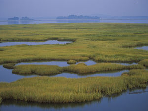 coastal-wetlands-usfws.jpg