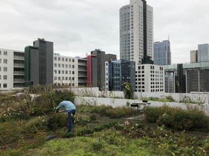 Rotterdam_resize.jpg