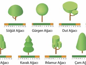 ağaçlar.jpg