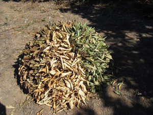 ebru_bingol_res (11).jpg