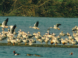 migratory-birds-02.jpg