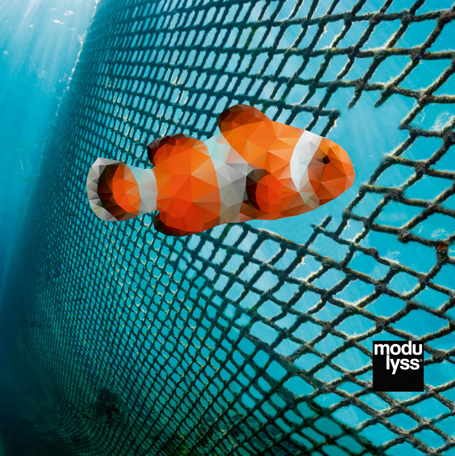 clown_fish_006.jpg