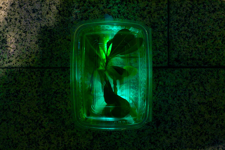 luzinterruptus_garden_2.jpg
