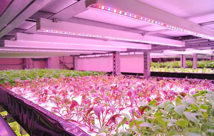 vertical farm 2.jpg