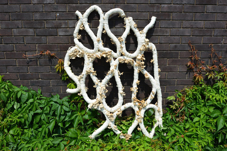Mycelium03.jpg