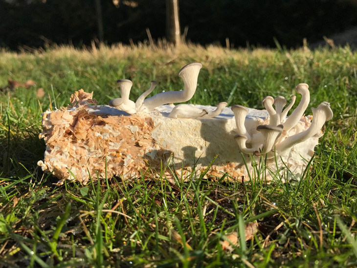 Mycelium04.jpg